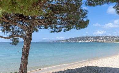 Plages de Juan-les-Pins avec du sable fin, la mer en face, et un arbre sur la gauche